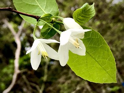 Halesia diptera, photographed by Laura Clark