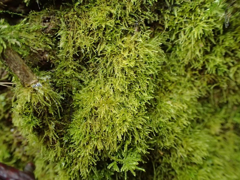 Microeurhynchium pumilum, photographed by George Greiff
