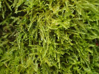 Microeurhynchium pumilum, photographed by George Greiff