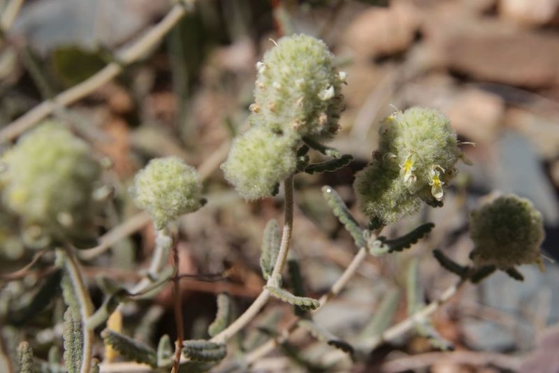 Teucrium aureocandidum, photographed by Olivier Argagnon