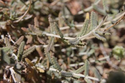 Teucrium aureocandidum, photographed by Olivier Argagnon