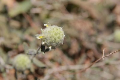 Teucrium aureocandidum, photographed by Olivier Argagnon