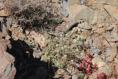 Teucrium aureocandidum, photographed by Olivier Argagnon