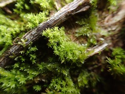 Zygodon conoideus, photographed by George Greiff