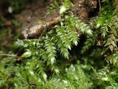 Plagiothecium succulentum, photographed by George Greiff