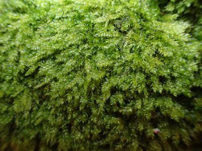 Plagiothecium curvifolium, photographed by George Greiff