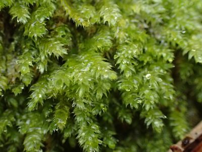 Plagiothecium curvifolium, photographed by George Greiff