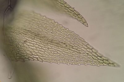 Microeurhynchium pumilum, photographed by George Greiff