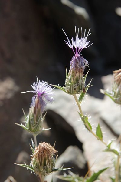 Carduncellus duvauxii, photographed by Olivier Argagnon