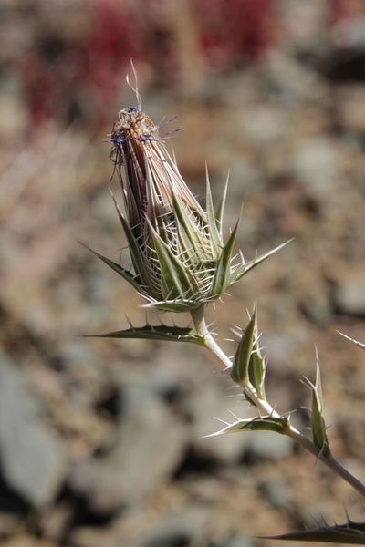 Carduncellus duvauxii, photographed by Olivier Argagnon