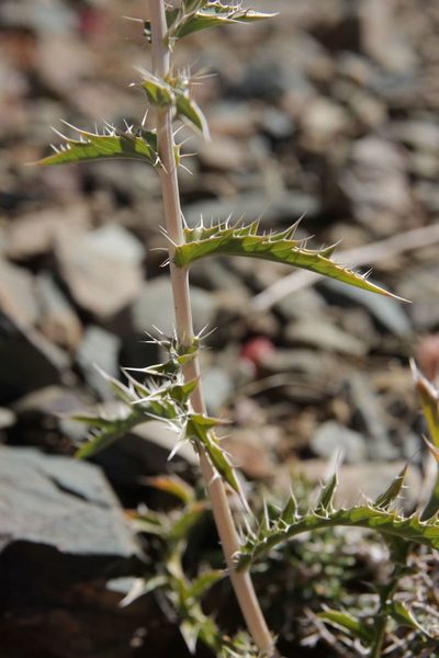 Carduncellus duvauxii, photographed by Olivier Argagnon