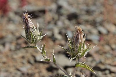 Carduncellus duvauxii, photographed by Olivier Argagnon
