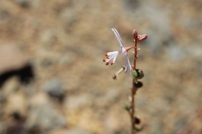 Asphodelus tenuifolius, photographed by Olivier Argagnon