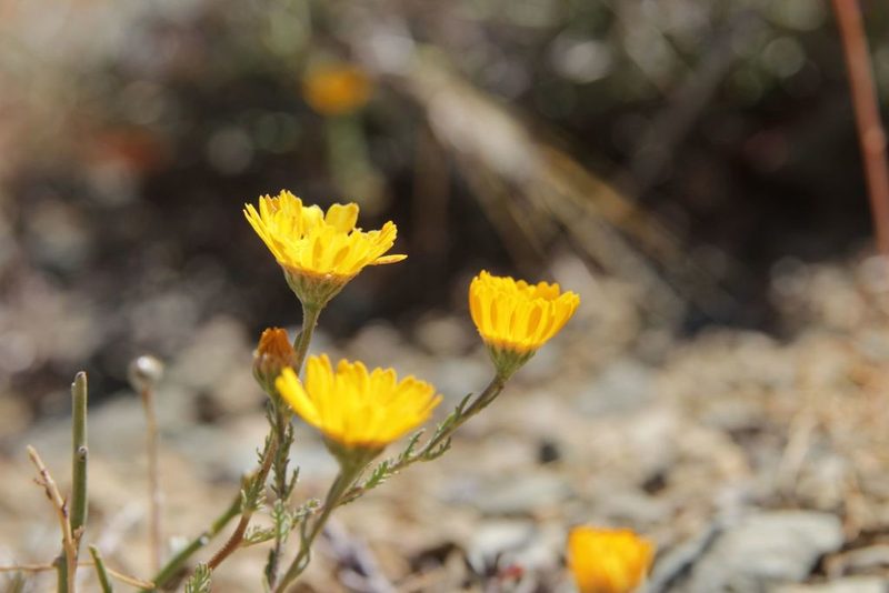 Cladanthus eriolepis, photographed by Olivier Argagnon