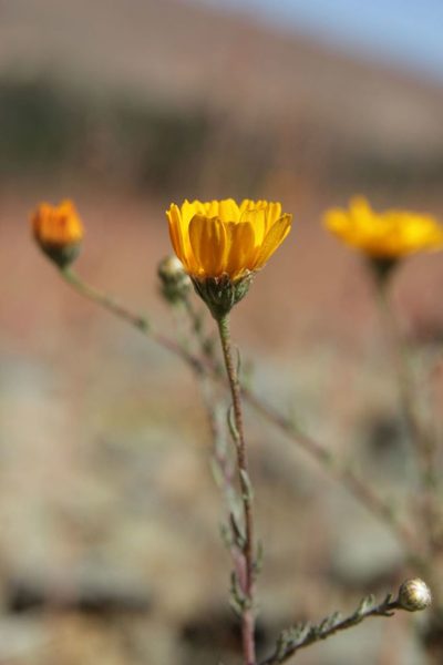 Cladanthus eriolepis, photographed by Olivier Argagnon