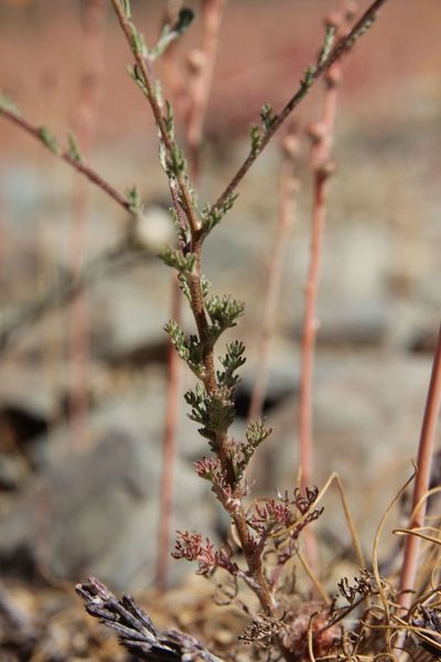 Cladanthus eriolepis, photographed by Olivier Argagnon