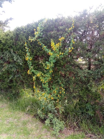 Tropaeolum seemannii, photographed by Alfredo F. Fuentes Claros
