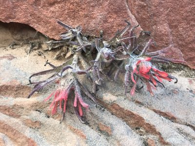 Castilleja scabrida, photographed by Ryan Donnelly