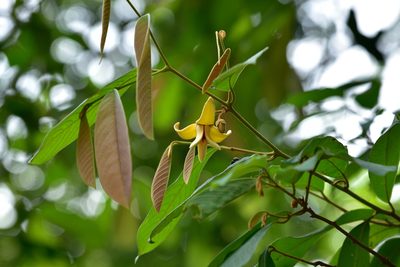 Fissistigma oldhamii, photographed by 國立臺灣博物館