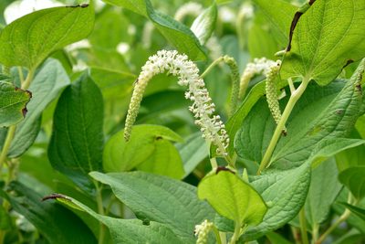 Saururus chinensis, photographed by 國立臺灣博物館