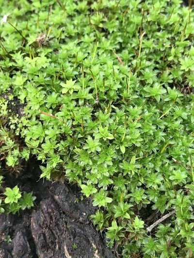 Syntrichia virescens, photographed by LJ Moore-McClelland