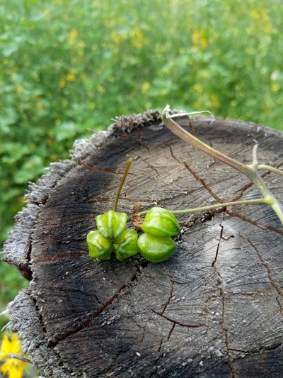 Tropaeolum seemannii, photographed by Alfredo F. Fuentes Claros