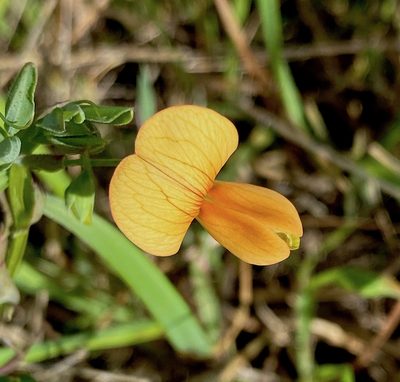 Lathyrus gorgoni, photographed by desertnaturalist