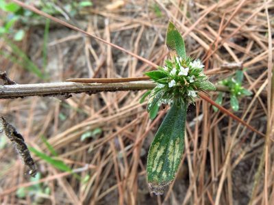 Mitracarpus hirtus, photographed by Annika Lindqvist