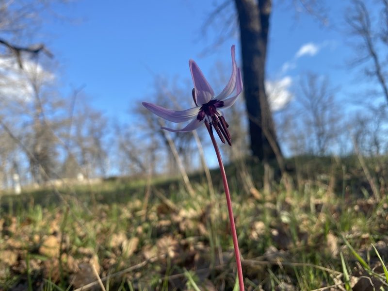 Erythronium hendersonii, photographed by Lindsay Bassett