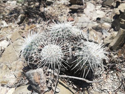 Mammillaria parkinsonii, photographed by Sandino Guerrero