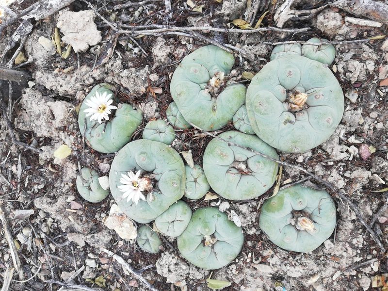 Lophophora diffusa, photographed by Sandino Guerrero