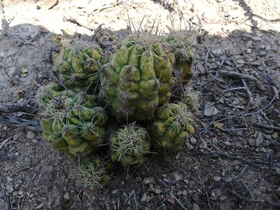 Thelocactus leucacanthus, photographed by Sandino Guerrero