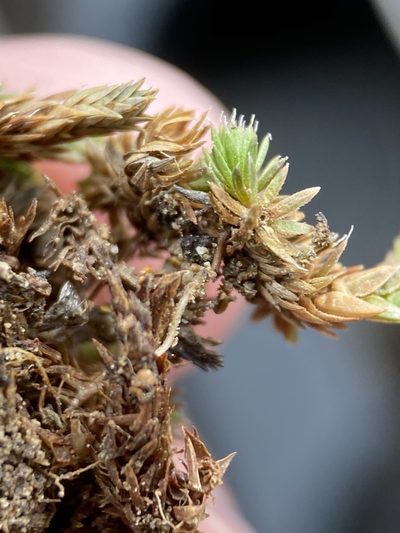 Selaginella leucobryoides, photographed by Matt Berger