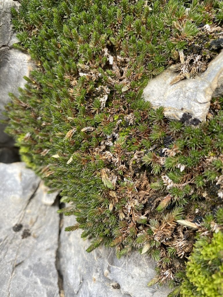 Selaginella leucobryoides, photographed by Matt Berger