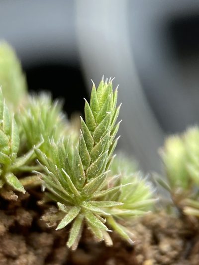 Selaginella leucobryoides, photographed by Matt Berger