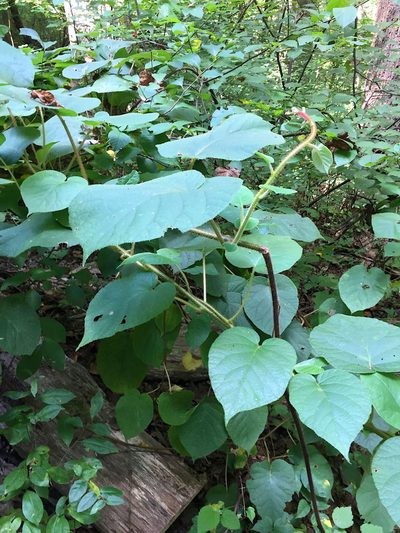 Actinidia chinensis, photographed by Katja Schulz