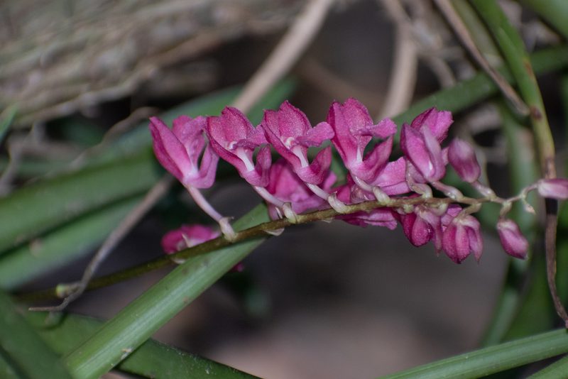 Rodriguezia lanceolata, photographed by DANIEL ALEJANDRO CHICA BOTERO