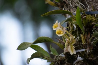 Rodriguezia granadensis, photographed by DANIEL ALEJANDRO CHICA BOTERO