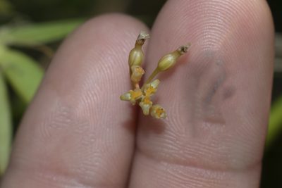 Trizeuxis falcata, photographed by DANIEL ALEJANDRO CHICA BOTERO