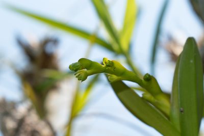 Epidendrum rigidum, photographed by DANIEL ALEJANDRO CHICA BOTERO