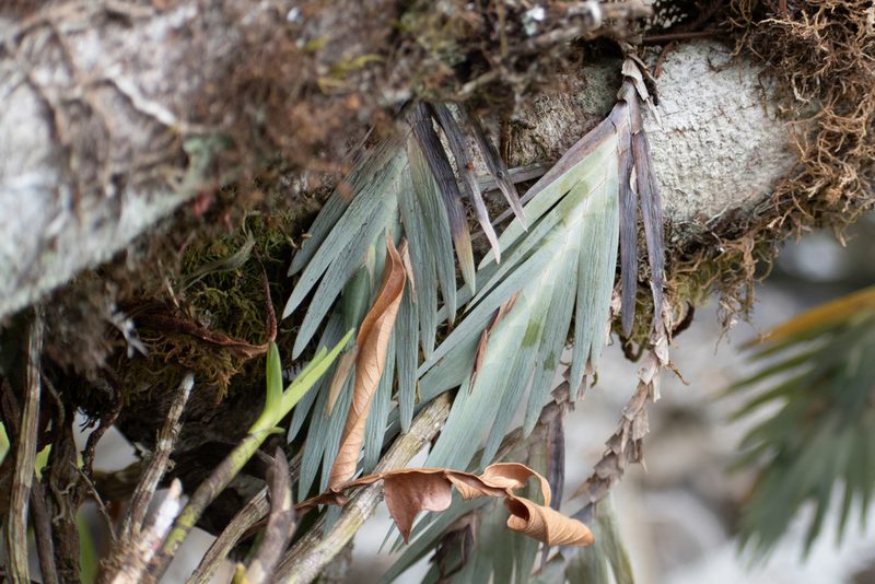 Maxillaria witsenioides, photographed by DANIEL ALEJANDRO CHICA BOTERO