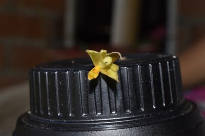 Maxillaria witsenioides, photographed by DANIEL ALEJANDRO CHICA BOTERO