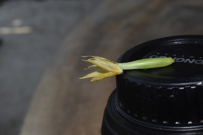 Maxillaria witsenioides, photographed by DANIEL ALEJANDRO CHICA BOTERO