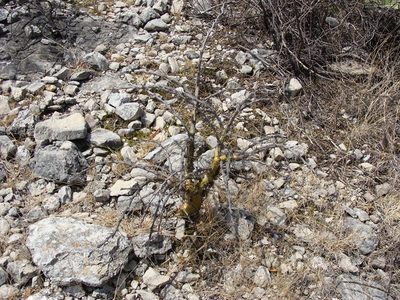 Fouquieria formosa, photographed by Alexis López Hernández