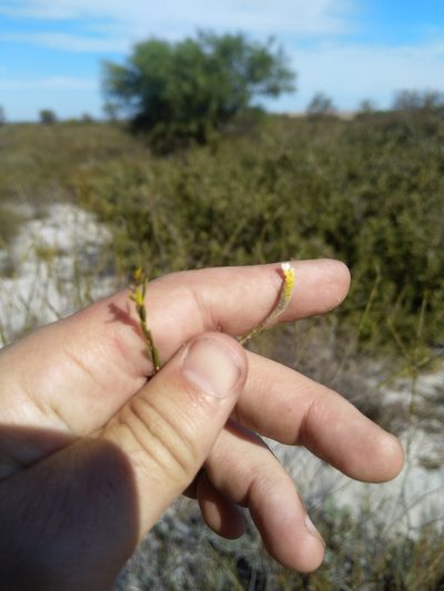 Lachnaea capitata, photographed by Jacques van der Merwe