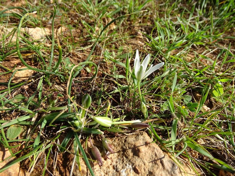 Ornithogalum pedicellare, photographed by Grzegorz Grzejszczak
