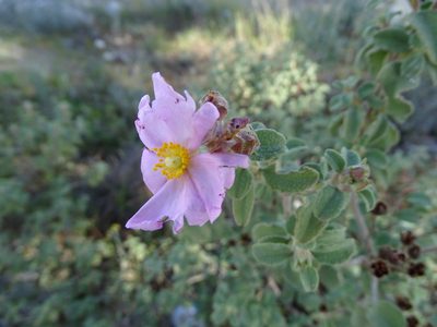 Cistus parviflorus, photographed by Grzegorz Grzejszczak