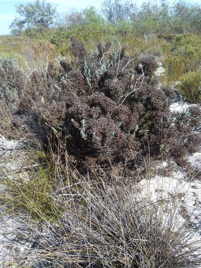 Ruschia indecora, photographed by Jacques van der Merwe