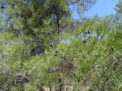 Pinus brutia, photographed by Grzegorz Grzejszczak