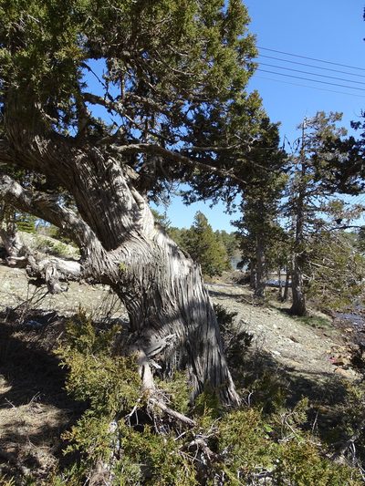 Juniperus foetidissima, photographed by Grzegorz Grzejszczak